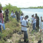 Beach Replanting