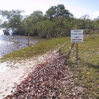 Praia replantada