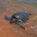 turtle in the river